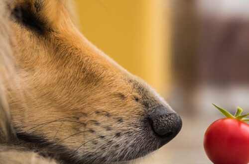I cani possono mangiare i pomodori? thumb