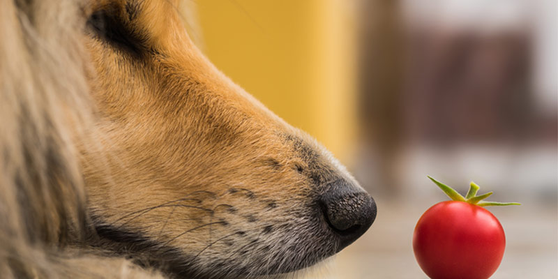 I cani possono mangiare i pomodori? cover