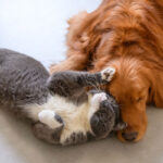 stress cane e gatto
