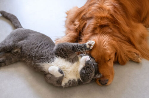 Stop allo Stress: RelaxoPet, una Pet-Spa in casa! thumb