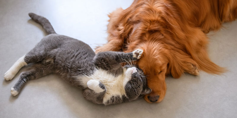 Stop allo Stress: RelaxoPet, una Pet-Spa in casa! cover