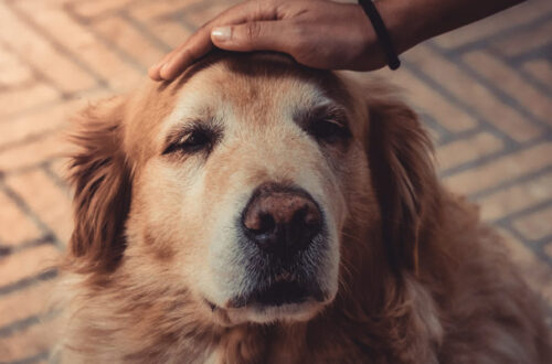 Crocchette per cani anziani: come sceglierle? thumb