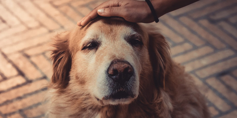 Crocchette per cani anziani: come sceglierle? cover