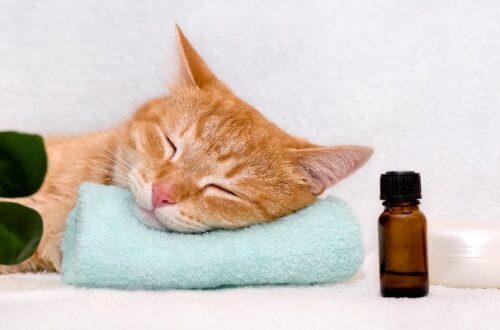 Aromaterapia per cani e gatti: come funziona thumb