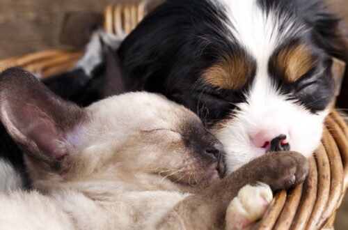 Durante il sonno anche i cani e i gatti sognano? thumb