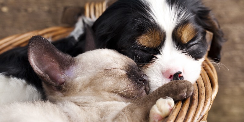 Durante il sonno anche i cani e i gatti sognano? cover
