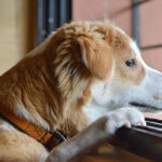 come abituare il cane a stare da solo