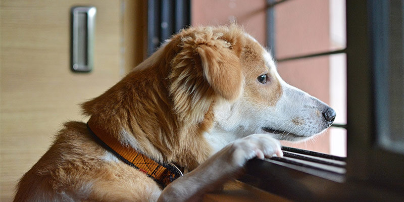 Come abituare il cane a stare da solo in casa, appartamento o giardino cover
