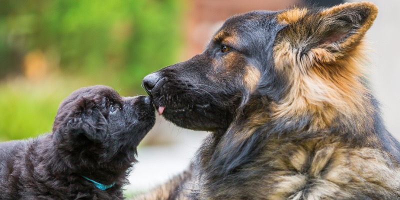 Come addestrare un cane: consigli per cuccioli e cani adulti cover