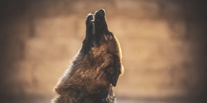 Cosa significa quando il cane ulula? Le cause più comuni cover