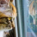 gatto solo in casa tutto il giorno