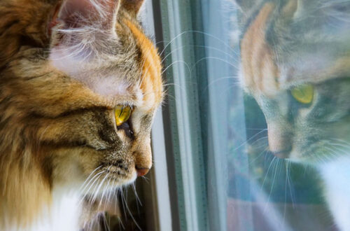 Lasciare il gatto da solo in casa tutto il giorno. Alcuni accorgimenti thumb