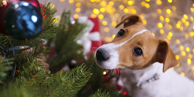 Cane e albero di Natale: 5 Consigli per farli convivere al meglio cover