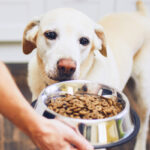 Cosa possono e non possono mangiare i cani