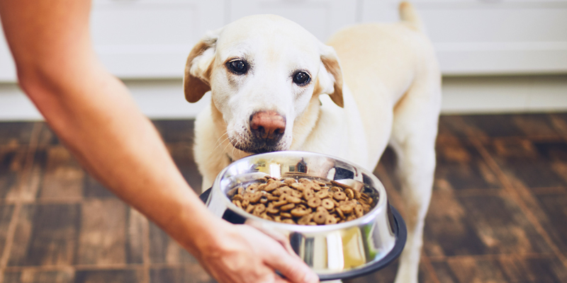 Cosa possono e cosa non possono mangiare i cani cover