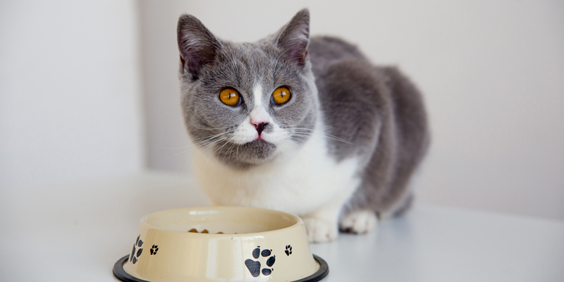 Cosa possono e cosa non possono mangiare i gatti cover