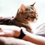 Gatto Anziano: Come Varia La Sua Alimentazione?Gatto Anziano: Come Varia La Sua Alimentazione?