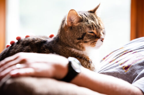 Gatto Anziano: Come Varia La Sua Alimentazione? thumb