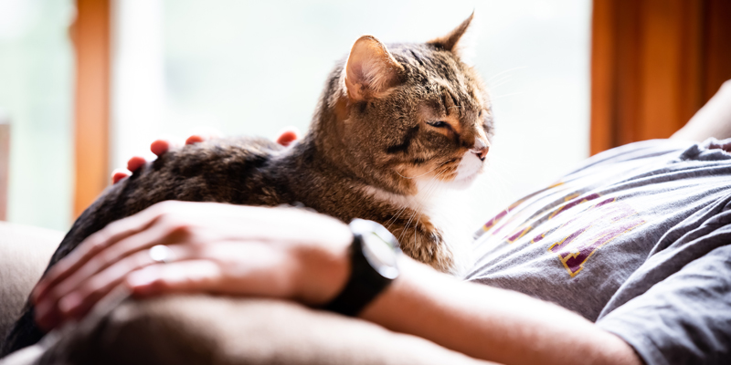 Gatto Anziano: Come Varia La Sua Alimentazione? cover