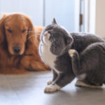 come abituare il cane a stare da solo