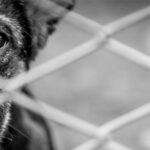 guerra ucraina cani e gatti
