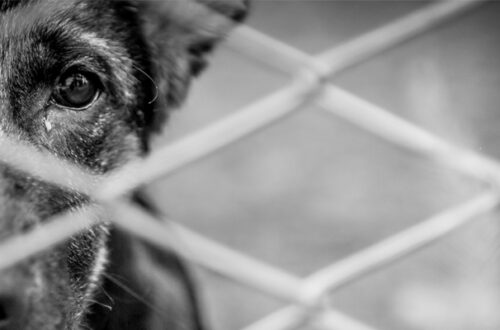Ucraina: Anche gli Animali sono in Guerra thumb