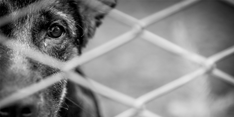 Ucraina: Anche gli Animali sono in Guerra cover