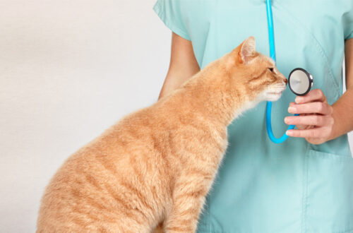 Il Raffreddore nel Gatto: Cause, Sintomi e Rimedi thumb