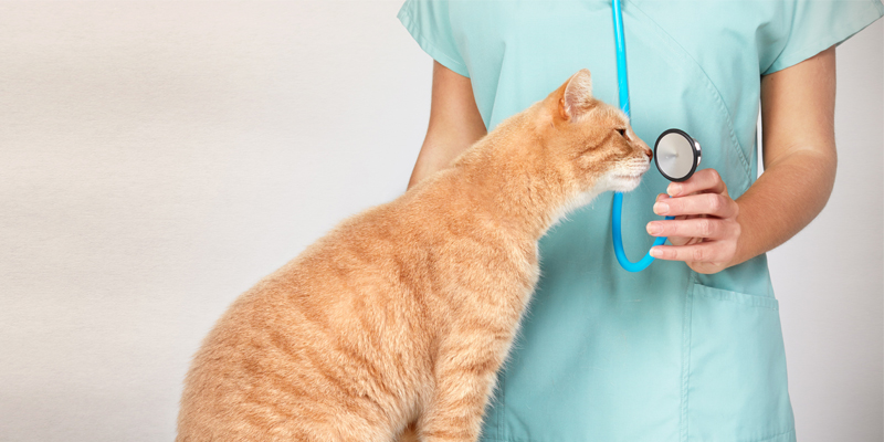Il Raffreddore nel Gatto: Cause, Sintomi e Rimedi cover