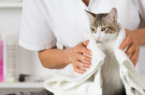 La Toelettatura del Gatto, Consigli ed Accorgimenti thumb