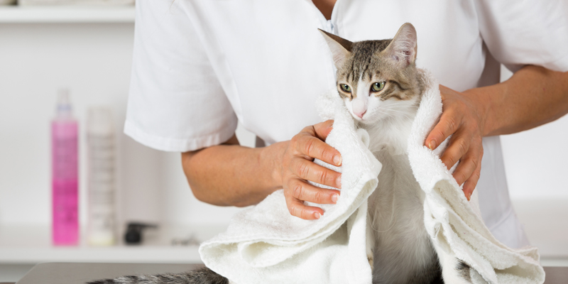 La Toelettatura del Gatto, Consigli ed Accorgimenti cover