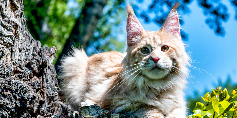Gatto Maine Coon: caratteristiche, cura e alimentazione cover