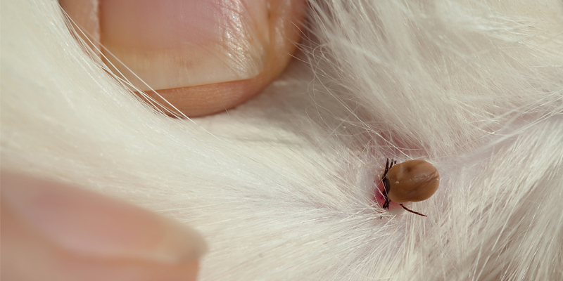 Zecca nel Cane e nel Gatto cover