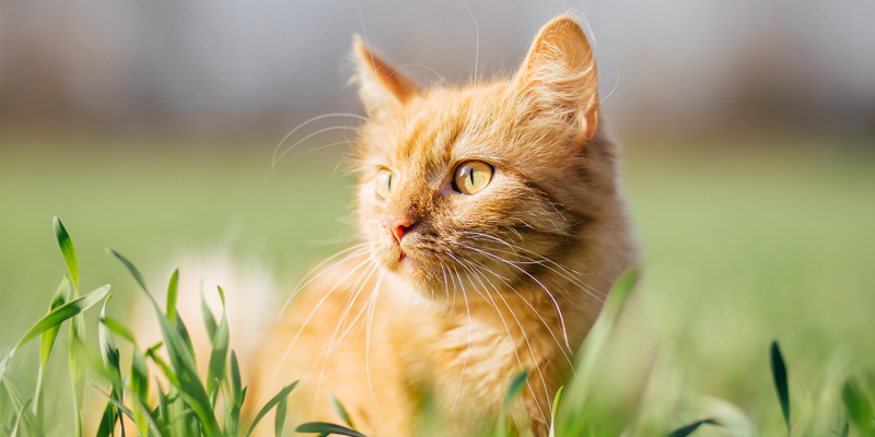 Il Miglior Antiparassitario per Gatti: quale scegliere? cover