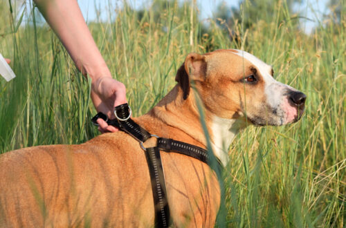 Antiparassitari Naturali per Cani thumb