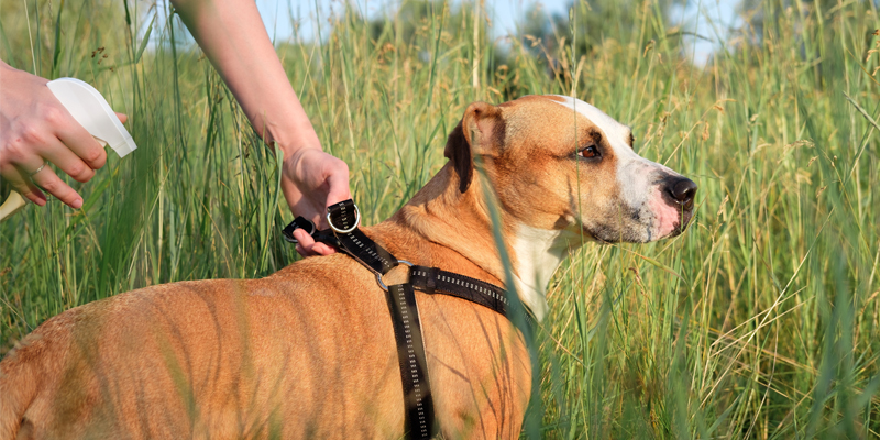 Antiparassitari Naturali per Cani cover
