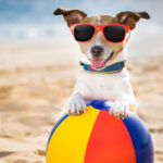 spiagge-per-cani