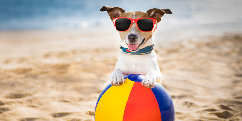 Spiagge per Cani: è aperta la stagione! cover