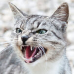 gatto-aggressivo