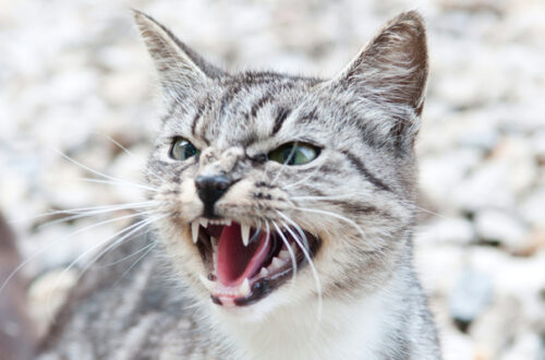 Gatto Aggressivo thumb