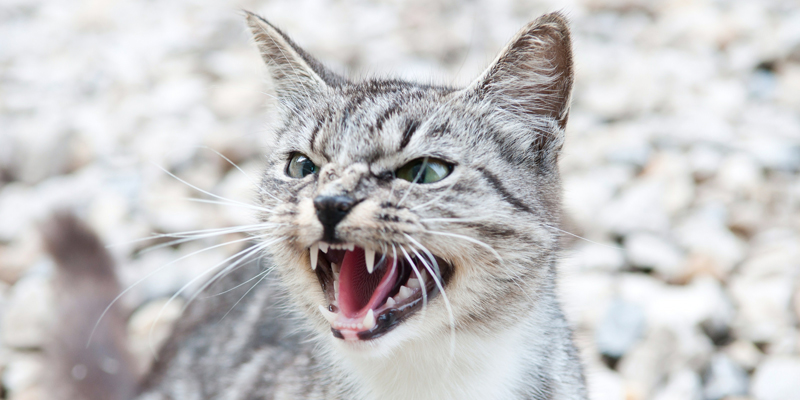 Gatto Aggressivo cover