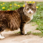 gravidanza gatto