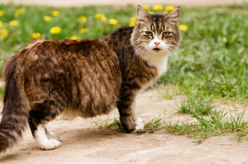 Quanto dura la Gravidanza di un Gatto thumb