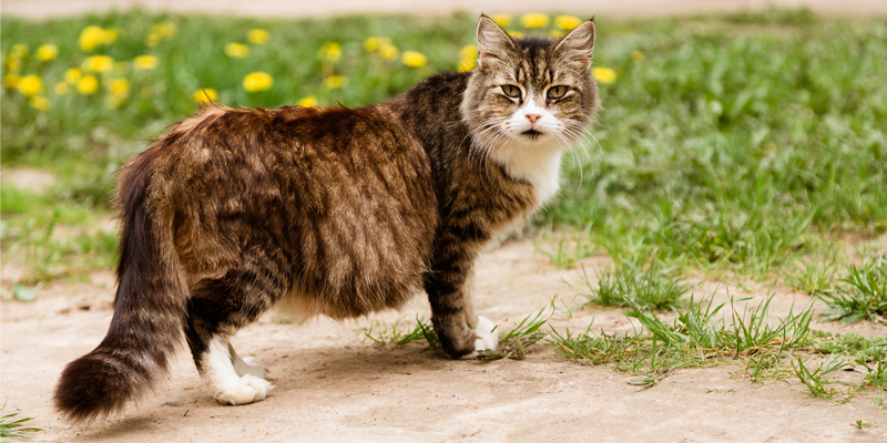 Quanto dura la Gravidanza di un Gatto cover