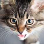 gatto-miagolio