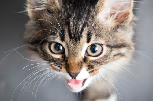 Tutto sul Miagolio del Gatto thumb