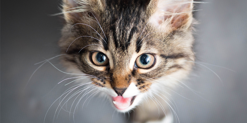 Tutto sul Miagolio del Gatto cover