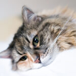 gatto-piange
