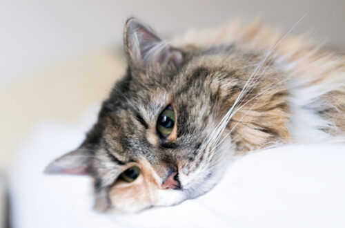 Il Gatto che Piange thumb