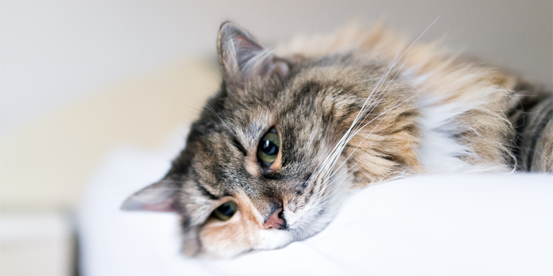 Il Gatto che Piange cover